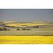 Flowering Canola Fields Mixed With Green Wheat Fields And Rolling Hills In The Background With Blue Sky; Mosleigh Alberta Canada Poster Print (19 x 12)