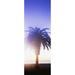 Silhouette of palm tree on beach during fog at sunset Santa Barbara California USA Poster Print by Panoramic Images (36 x 13)