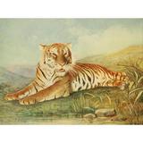 Unknown artist Birds & Nature 1899-1905 Tiger Poster Print by Unknown artist (18 x 24)