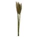 Vickerman Natural Green Plume Reed 36 Long Stem Real Preserved Dried Floral Decor for Wedding Home or Everyday Arrangements 7-8 oz Bundle