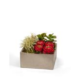 T&C Floral Company Geometric Cabbage Roses Floral Arrangement in Planter, Ceramic in Red | 8 H x 8 W x 5 D in | Wayfair F1310SR