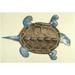 Diamond-Back Terrapin 1585. /Nmalaclemys Terrapin: Watercolor C1585 By John White. Poster Print by (24 x 36)