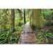 Boardwalk On The Rainforest Trail In Pacific Rim National Park; Vancouver Island British Columbia Canada Print