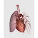 Pulmonary circulation of human heart and lung Poster Print (12 x 16)