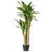 Vickerman Everyday 52 Tall Artificial Green and Yellow Dracanea Tree - Lifelike Home or Office Decor - Premium Artificial Dracanea Tree - Maintenance Free Faux Plants