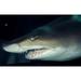Head of a Great White Shark South Africa Poster Print by Michele Westmorland (36 x 23)