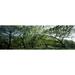 Oak trees (Quercus) in a field Poster Print by Panoramic Images (36 x 12)