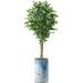 Artificial Tree in Modern Granite Effect Planter Fake Ficus Silk Tree for Indoor and Outdoor Home Decoration - 66 Overall Tall (Plant Pot Plus Tree)