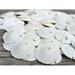 Sand Dollar | Real Natural Sand Dollars .5 - .75 (Set of 100) | Small White Sand Dollar Shells for Weddings and Craft