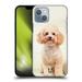 Head Case Designs Popular Dog Breeds Sitting White Poodle Hard Back Case Compatible with Apple iPhone 14