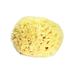 Sea Wool Sponge 3.0-3.5 (Large) By Bath & Shower Express Natural Renewable Resource!