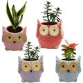 India Meets India Ceramic Planter Owl Shaped [Multi-Color - 3.5 inch] - Ceramic Flower Pot/Indoor/Outdoor Pot Set of 4 - by Awarded Indian Artisan