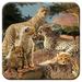 3D LiveLife Cork Coaster - Cheetah Clan from Deluxebase. Lenticular 3D Cork Big Cat Coaster. Non-slip drink Coaster with original artwork licensed from renowned artist David Penfound