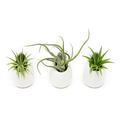 White Ceramic Wall Planter Assorted Air Plant - Live Tillandsia in Plant Holder - Succulents Plant Vase - Home and Garden Decor - Easy Care Plants (3 Small Planters with 3 Air Plants)