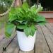 Yannee Flower Pot Lazy Flowerpot Imitation Porcelain Plastic Flower Pot for Home Flower Pot Self Watering Pot M