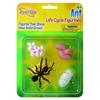 Insect Loreâ„¢ Ant Life Cycle Stages