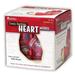 Soft Foam Cross-Section Human Heart Model | Bundle of 10 Each