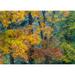 USA-Washington State-Easton and fall colors on Big Leaf Maple and Vine Maple Poster Print - Sylvia Gulin (24 x 18)