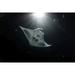 A manta ray feeds at night under a strong light that resembles moonlight Maldives. Poster Print by Brook Peterson (17 x 11)