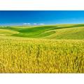 USA-Washington State-Palouse Region-Patterns in the fields of wheat Poster Print - Terry Eggers (24 x 18)