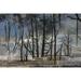 Black tree trunks and terrace-Mammoth Hot Springs-Yellowstone National Park-Wyoming Poster Print - Adam Jones (36 x 24)