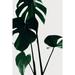 Monstera Natural 25 Poster Print - 1x Studio III (18 x 24)