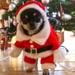 Happy Date Dog Cat Christmas Costume Funny Pet Cosplay Clothes Santa Claus Dog Costume Suit with a Cap Puppy Xmas Outfit Party Costume Dog Cat Warm Xmas Coat