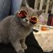 Cute and Funny Pet Sunglasses Classic Retro Circular Metal Prince Sunglasses for Cats or Small Dogs Fashion Costume