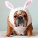 Rabbit Dog Costume - No Flap Ear Wrap Hood for Pets