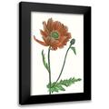 Wang Melissa 17x24 Black Modern Framed Museum Art Print Titled - Poppy Flower III