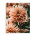 Stupell Industries Wild Pink Dahlias Spring Flowers Closeup Photography Wood Wall Art 13 x 19 Design by Amy Brinkman