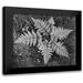 Adams Ansel 13x12 Black Modern Framed Museum Art Print Titled - Ferns Glacier National Park Montana - National Parks and Monuments 1941