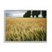 Stupell Industries Wheat Field Harvest Windy Field Country Landscape Photography Gray Framed Art Print Wall Art 16x20 by Nancy Crowell