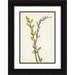 Mary Vaux Walcott 18x24 Black Ornate Framed Double Matted Museum Art Print Titled: Pussy Willow. Salix Discolor (1925)