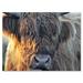 Designart Close Up Of Scottish Cow On Moorland III Farmhouse Canvas Wall Art Print