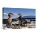 16 x 24 in. Flightless Cormorants At Nest Lined with Sea Urchins Galapagos Island Art Print - Tui De Roy