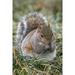 Eastern gray squirrel-Kentucky Poster Print - Adam Jones (18 x 24)