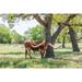 Marble Falls-Texas-USA-Longhorn cattle in the Texas Hill Country Poster Print - Emily M. Wilson (36 x 24)