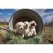 Labrador retriever puppies Poster Print - Zandria Muench (24 x 18)