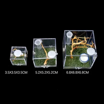 Boîte de terrarium transparente pour petits insectes boîte d'élevage de reptiles boîte à cuillères