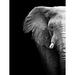Artful Printers Black & White Elephant Acrylic Portrait Plastic/Acrylic in Black/Gray/White | 16 H x 16 W x 1 D in | Wayfair AC-16203172
