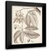 Vision Studio 19x24 Black Modern Framed Museum Art Print Titled - Sepia Exotic Plants VI