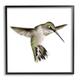 Stupell Industries Green Hummingbird Hovering Wings Flying Bird Beak Graphic Art Black Framed Art Print Wall Art Design by Studio Q