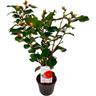 Plant In A Box - Camellia japonica 'Dr. King' - Rose japonaise - Pot 15cm - Hauteur 50-60cm