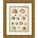 Vision Studio 19x24 Gold Ornate Wood Framed with Double Matting Museum Art Print Titled - Seashell Synopsis III