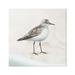 Stupell Industries Sandpiper Bird at Water s Edge Beach Shoreline Graphic Art Gallery Wrapped Canvas Print Wall Art Design by Lucca Sheppard