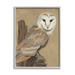 Stupell Industries Barn Owl Bird Perched Gazing Wildlife Animal Painting Painting Gray Framed Art Print Wall Art Design by Jacob Green