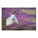 Stupell Industries Elegant White Sheep Among Purple Flower Meadow Photograph Unframed Art Print Wall Art Design by James Dobson