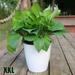 Mduoduo Flower Pot Lazy Flowerpot Imitation Porcelain Plastic Flower Pot for Home Flower Pot Self Watering Pot XXL