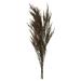 Vickerman 36-40 Green Reed Grass -Includes 8-9 oz per Bundle. Preserved